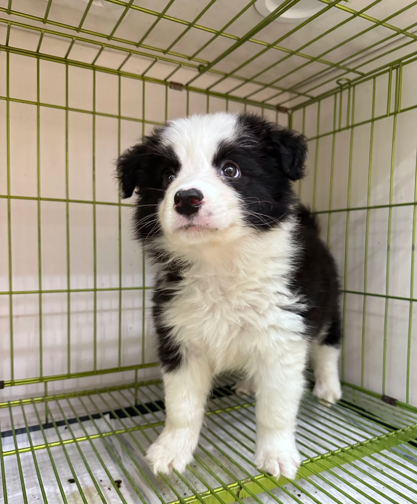 边境牧羊犬